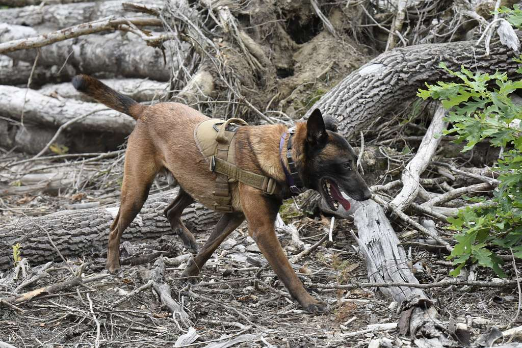 Cadaver Dog Use in Crimes: An Effective Tool for Law Enforcement